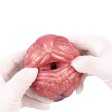 (image for) Geeba Dragon Pocket Vagina Masturbator - 04