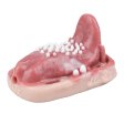 (image for) Fantasy Tongue Grinding Vibrator
