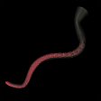 (image for) Dracotail Tentacle Super Long Butt Plug